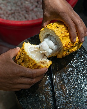 Harvested yellow cocoa pod opened by person revealing white beans inside