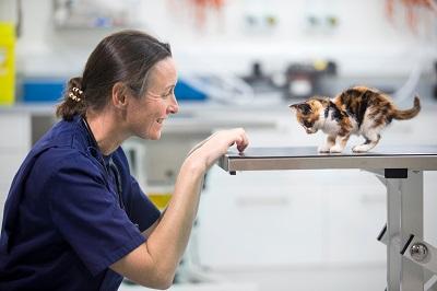 Vet with kitten